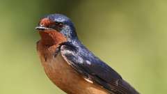 1: barn swallow 0C3_0229