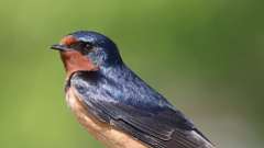 2: barn swallow 0C3_0715