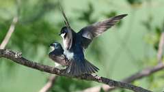 9: tree swallows 0C3_0544