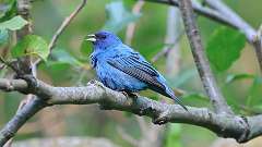 1: Indigo Bunting 6M2_0057