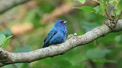 2: Indigo Bunting 6M2_0070