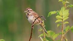 5: song sparrow 6M2_0157