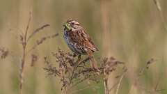 6: song sparrow 6M2_0220