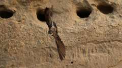 10: Bank Swallow 6M2_0024_08