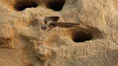 12: Bank Swallow 6M2_0046_12