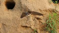 14: Bank Swallow 6M2_0053_09