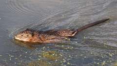 1: muskrat 0C3_0193