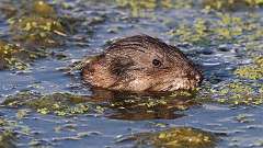 3: muskrat 0C3_0286