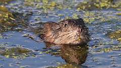 4: muskrat 0C3_0304