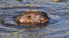 5: muskrat 0C3_0349