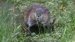 6: muskrat 0C3_0439