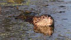 7: muskrat 0C3_0529