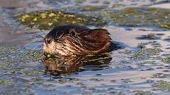 9: muskrat 0C3_0595