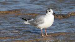 4: Bonaparte's Gull 0C3_0451