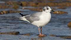 1: Bonaparte's Gull 0C3_0875