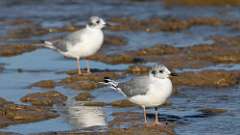 2: Bonaparte's Gull 0C3_0937