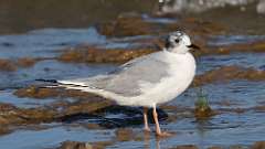 3: Bonaparte's Gull 0C3_0962