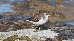 7: Spotted Sandpiper  0C3_0634