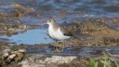 8: Spotted Sandpiper  0C3_0640