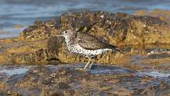 9: Spotted Sandpiper  0C3_0679