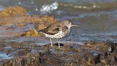 10: Spotted Sandpiper  0C3_0727