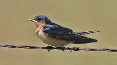 5: barn swallow 0C3_0051