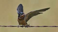 6: barn swallow 0C3_0063