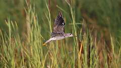 1: Lesser Yellowlegs 0C3_0167