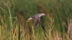 2: Lesser Yellowlegs 0C3_0168