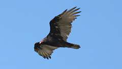 6: Turkey Vulture 0C3_0056