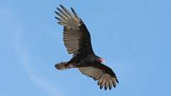 7: Turkey Vulture 0C3_0077