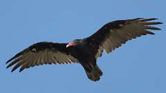 8: Turkey Vulture 0C3_0092