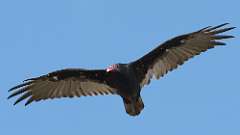 9: Turkey Vulture 0C3_0163