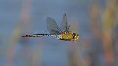 1: dragonfly 0C3_0586