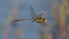 2: dragonfly 0C3_0587