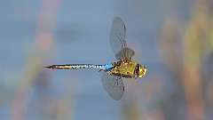 3: dragonfly 0C3_0588