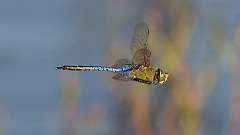 4: dragonfly 0C3_0590