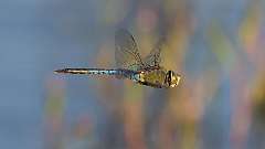 5: dragonfly 0C3_0591