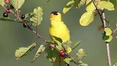 3: goldfinch 0C3_0075