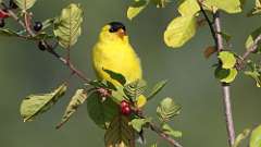 4: goldfinch 0C3_0088