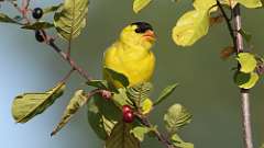 5: goldfinch 0C3_0105