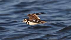 2: killdeer 0C3_0214