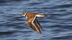 1: killdeer 0C3_0216