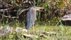 6: green heron 0C3_0464