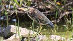 7: green heron 0C3_0493