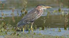 8: green heron 0C3_0552