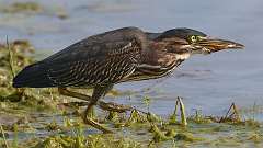 9: green heron 0C3_0675