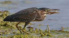 10: green heron 0C3_0676