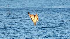 1: osprey-fish_0234