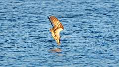 2: osprey-fish_0235